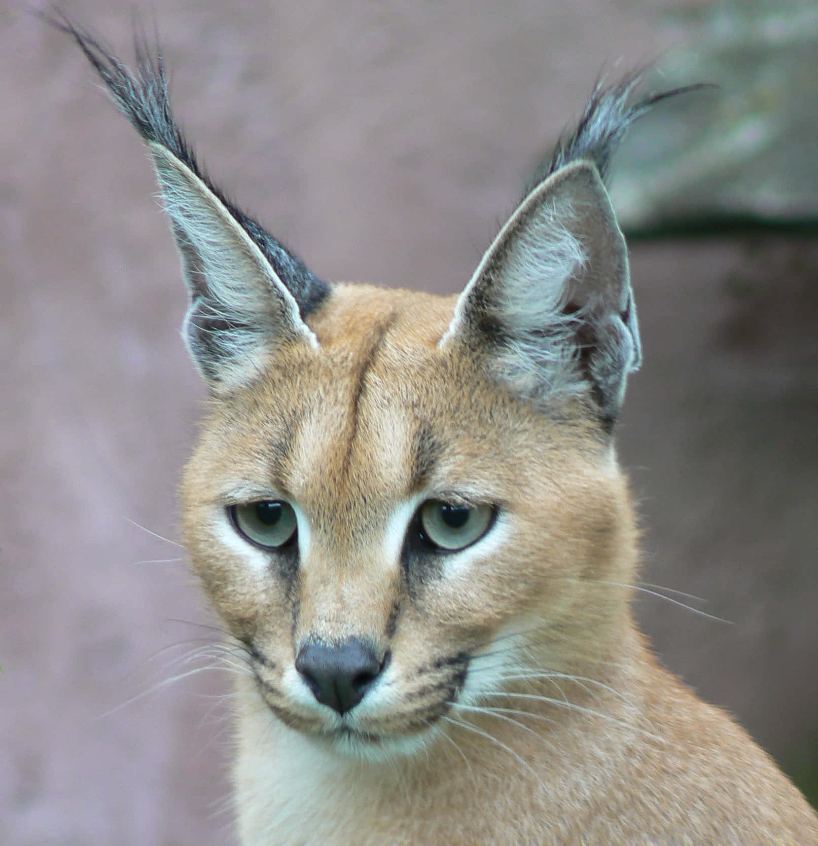 Alert Caracal Close Up Wallpaper