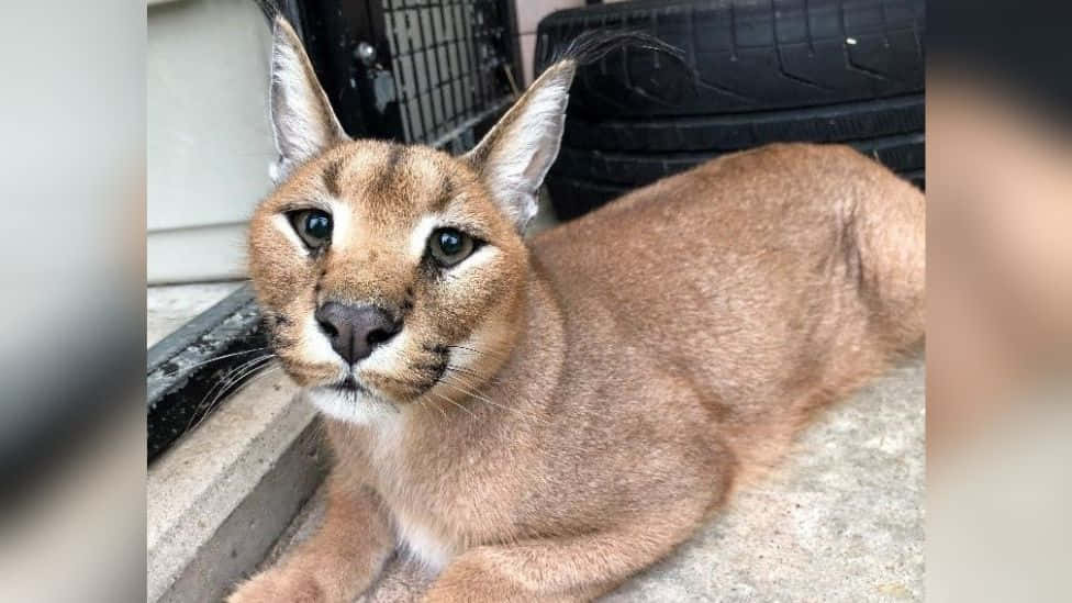 Alert Caracal Resting Near Wheel Wallpaper