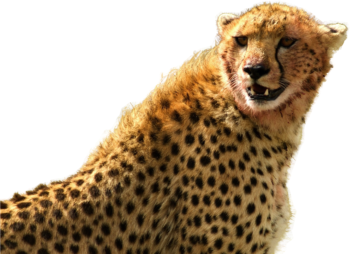 Alert Cheetah Portrait PNG