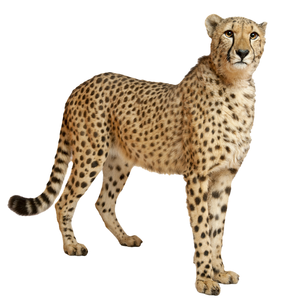 Alert Cheetah Standing PNG