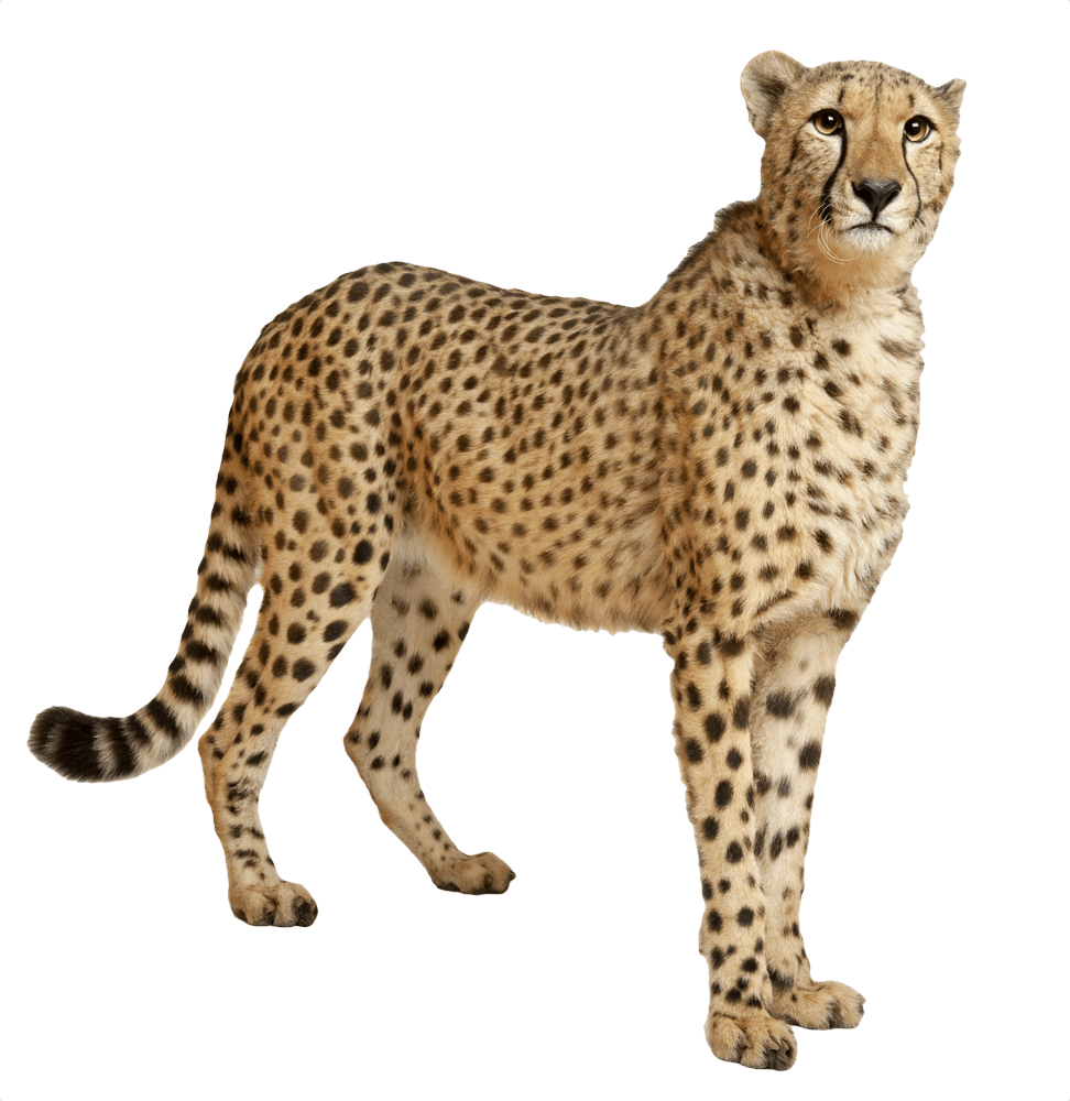 Alert Cheetah Standing Profile PNG