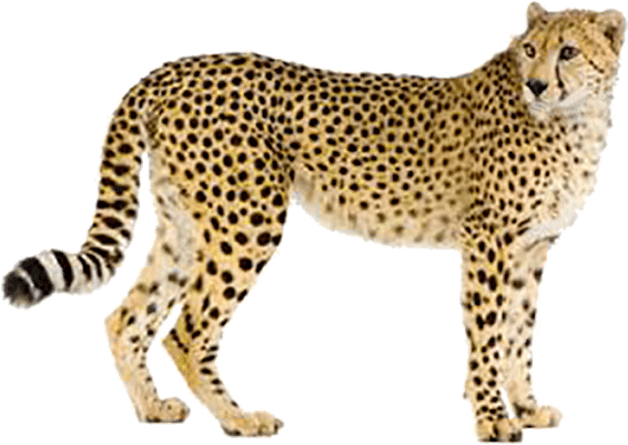 Download Alert Cheetah Standing Transparent Background | Wallpapers.com