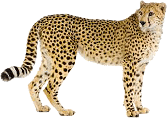 Alert Cheetah Standing Transparent Background PNG