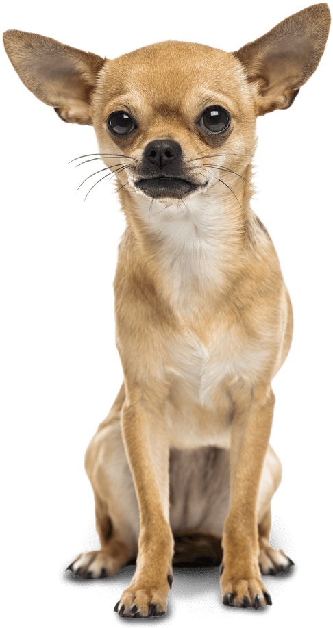 Alert Chihuahua Sitting Transparent Background.png PNG