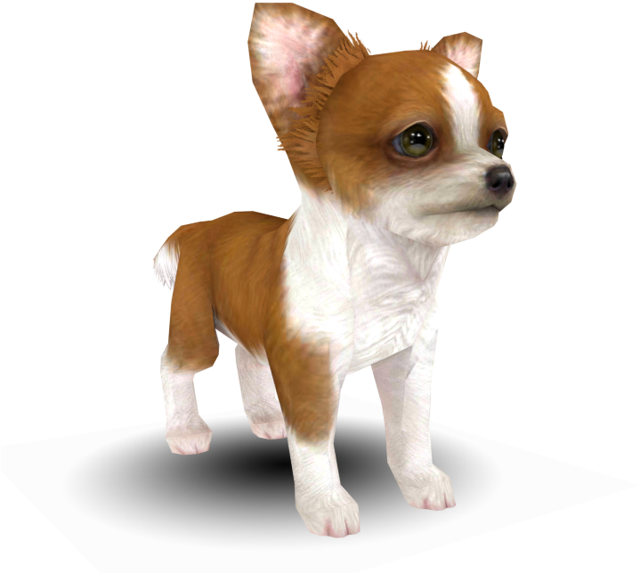 Alert Chihuahua Standing PNG