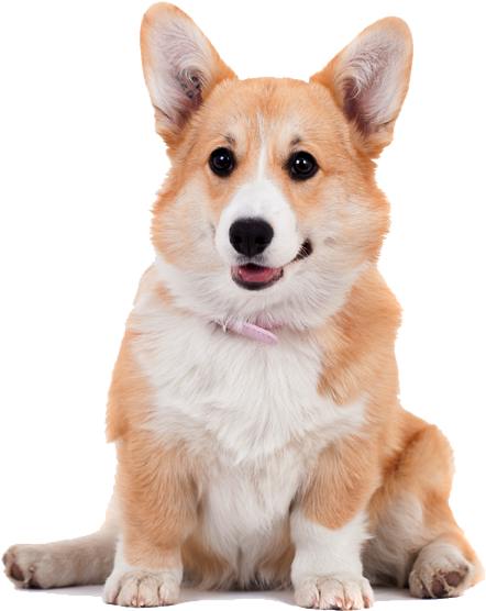 Alert Corgi Pose PNG