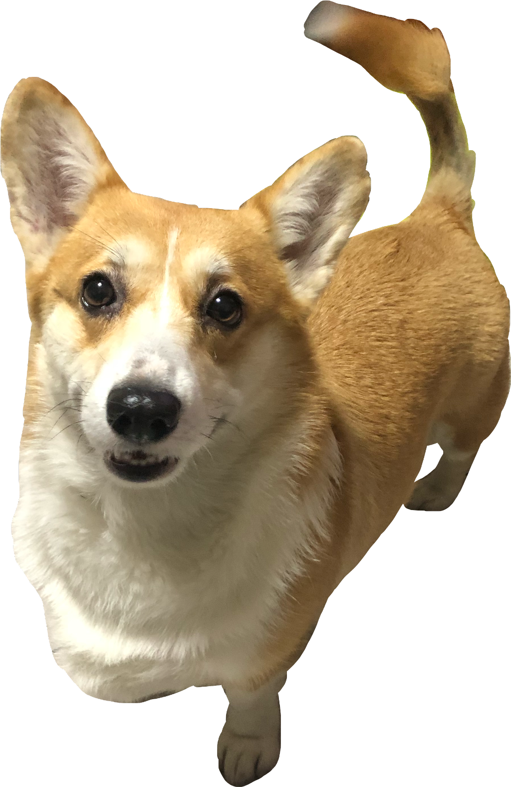 Alert Corgi Standing Transparent Background PNG