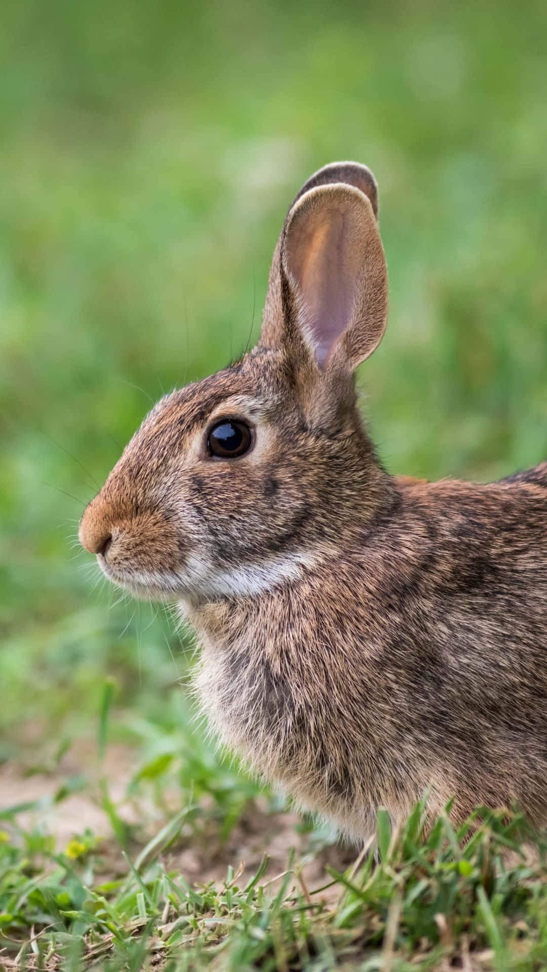 Alert Cottontail Rabbit Portrait Wallpaper