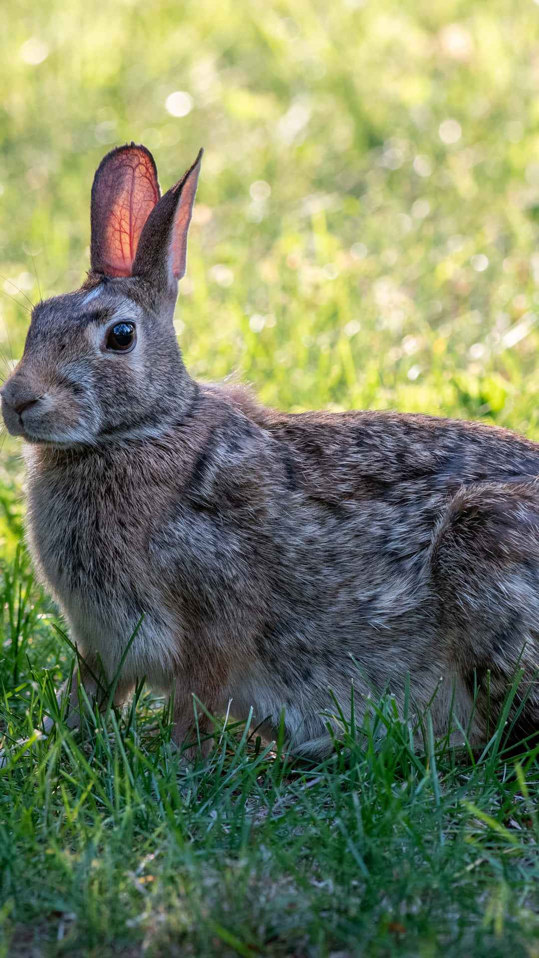 Alert Cottontail Rabbitin Grass.jpg Wallpaper