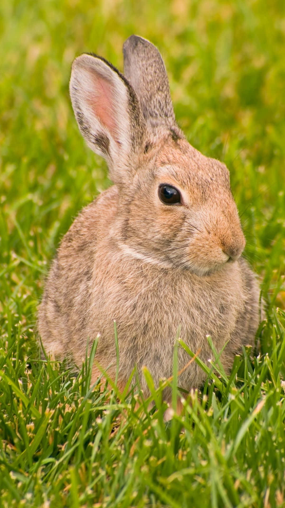 Alert Cottontail Rabbitin Grass.jpg Wallpaper