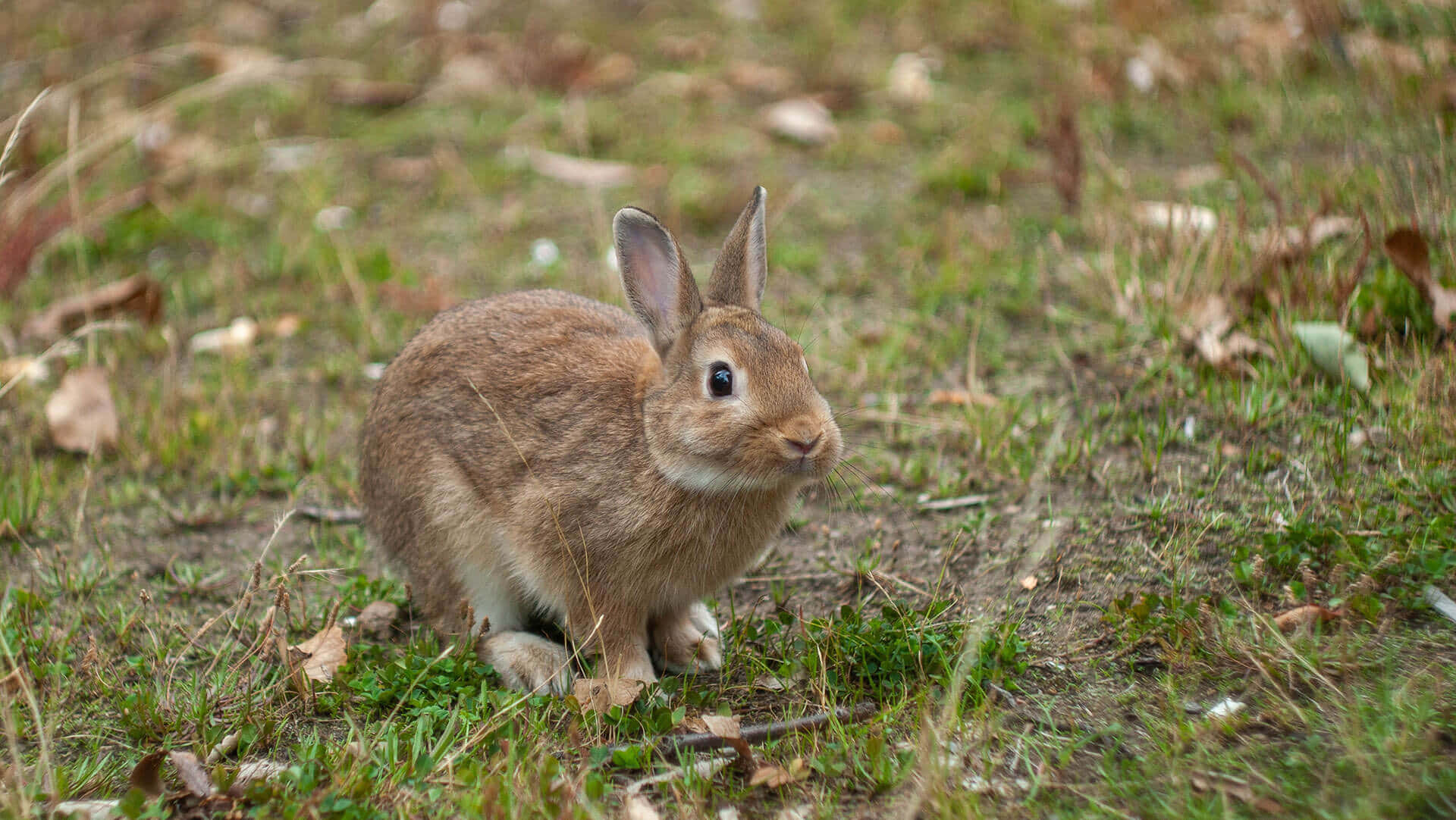 Alert Cottontail Rabbitin Grassy Field.jpg Wallpaper