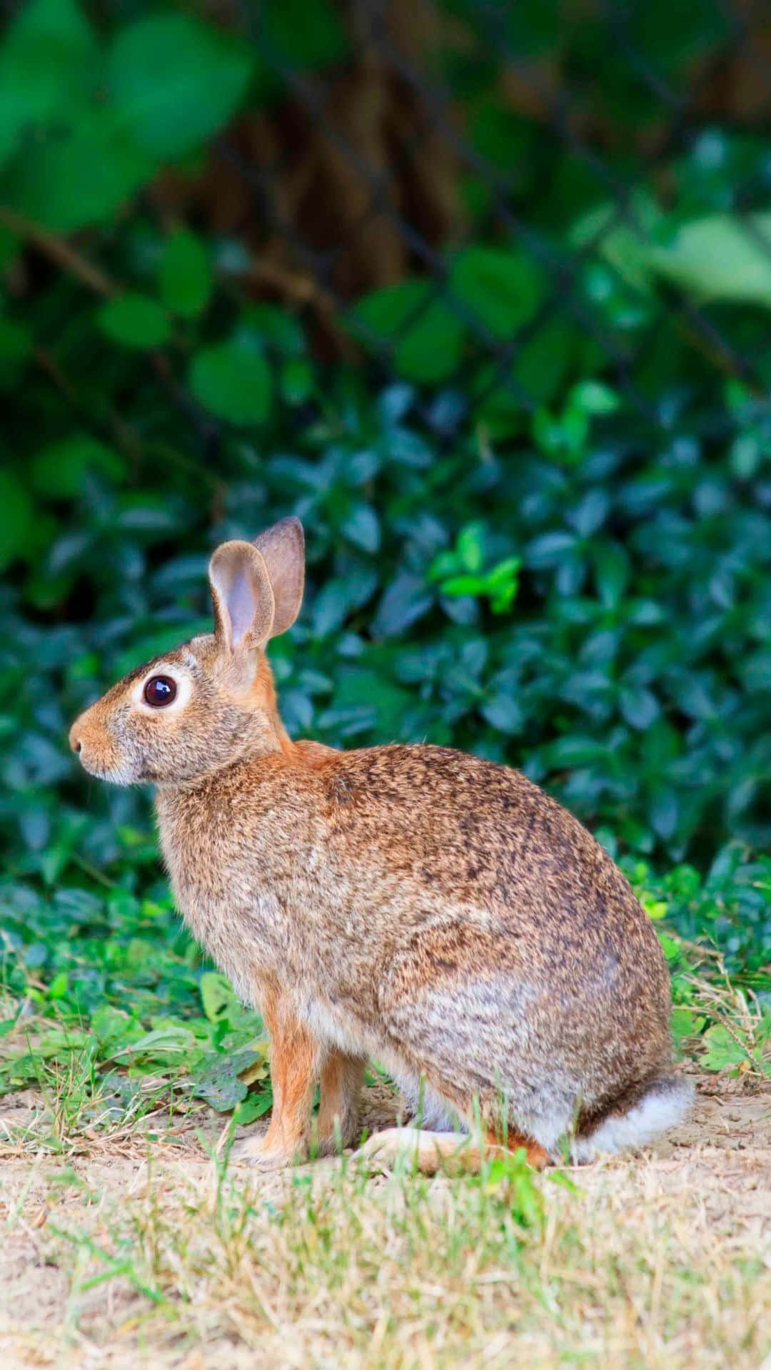 Alert Cottontail Rabbitin Nature Wallpaper