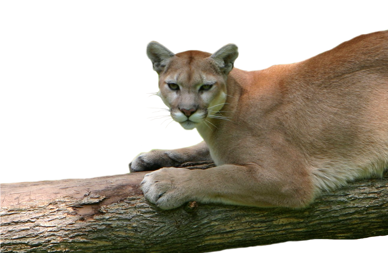 Alert Cougar Restingon Branch PNG