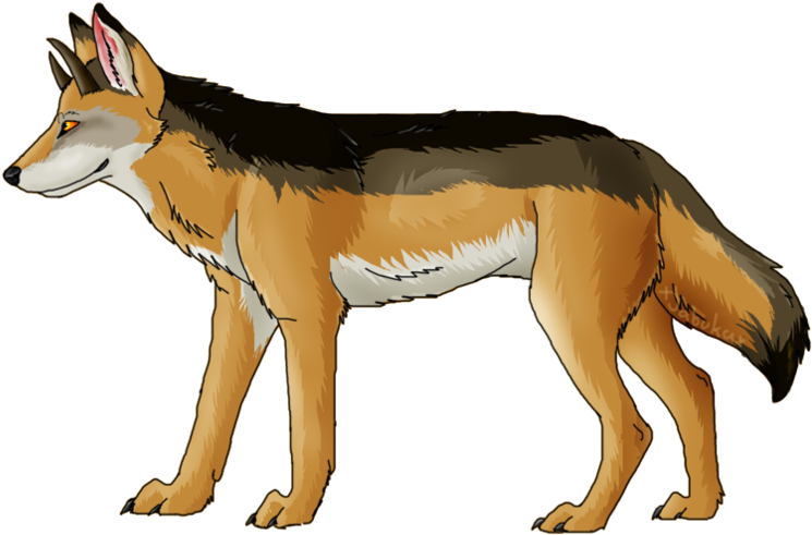Alert Coyote Illustration PNG