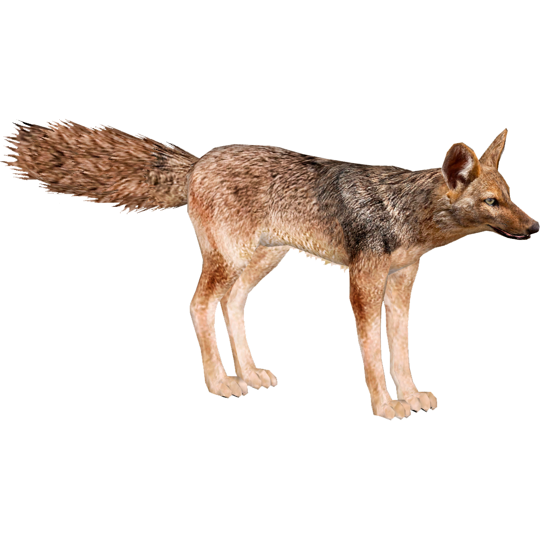 Alert Coyote Standing Profile PNG