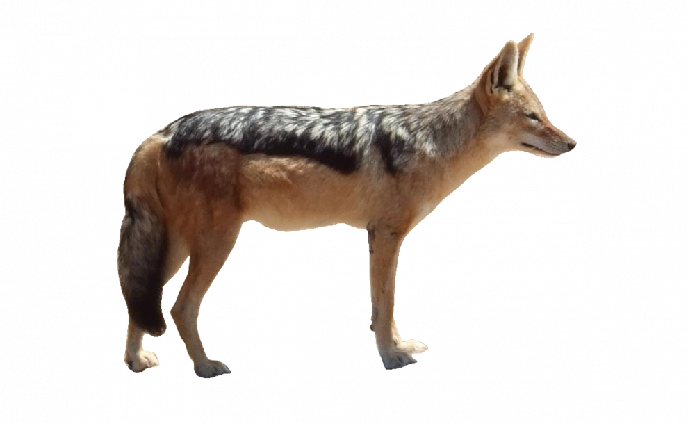 Alert Coyote Standing Side View PNG