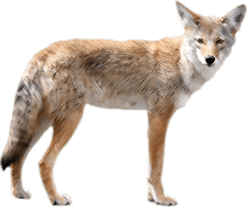 Alert Coyote Standing Transparent Background PNG
