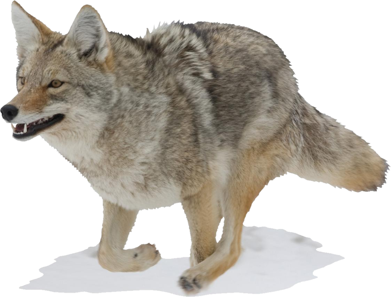Alert Coyote Standing Transparent Background PNG