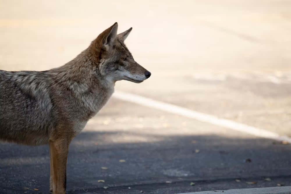 Alert Coyoteon Pavement Wallpaper