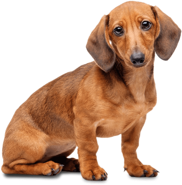 Alert Dachshund Pose PNG