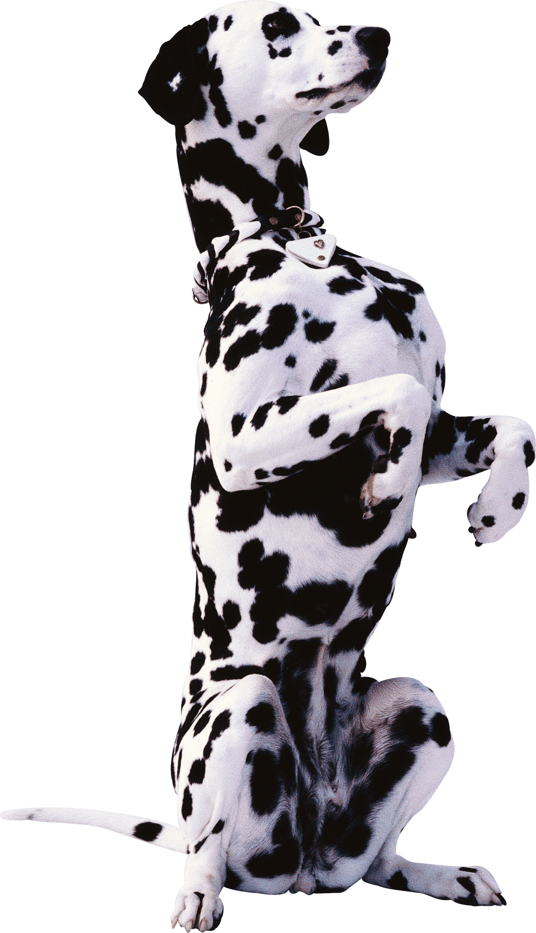 Alert Dalmatian Sitting Pose PNG