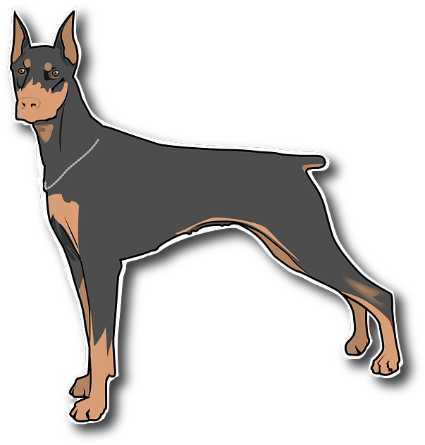 Alert Doberman Pinscher Illustration PNG