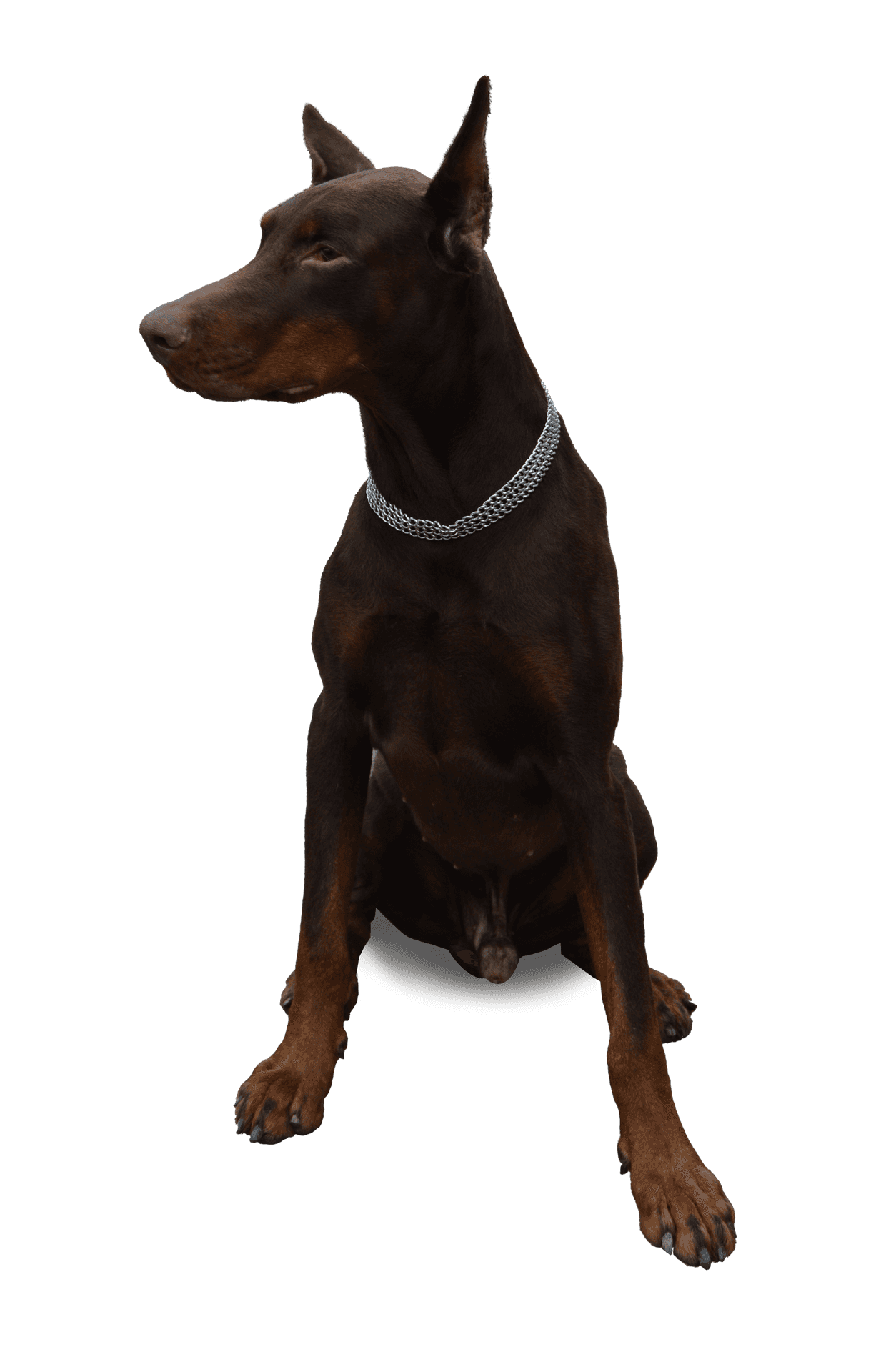 Alert Doberman Pinscher Sitting PNG