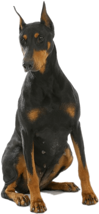 Alert Doberman Pinscher Sitting PNG