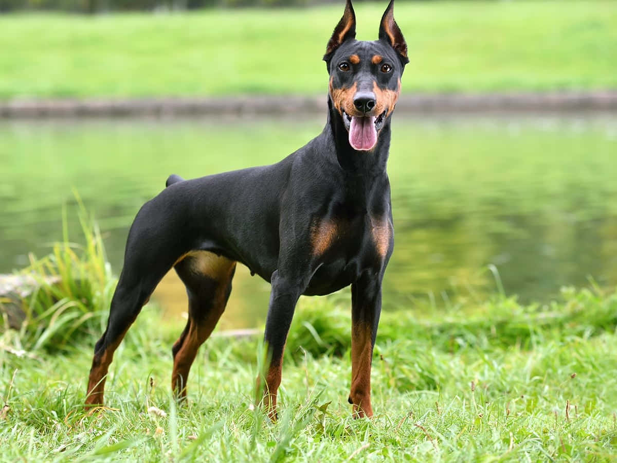 Alerta Doberman Pinscher Staande Op Gras Achtergrond