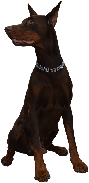 Alert Doberman Pose PNG