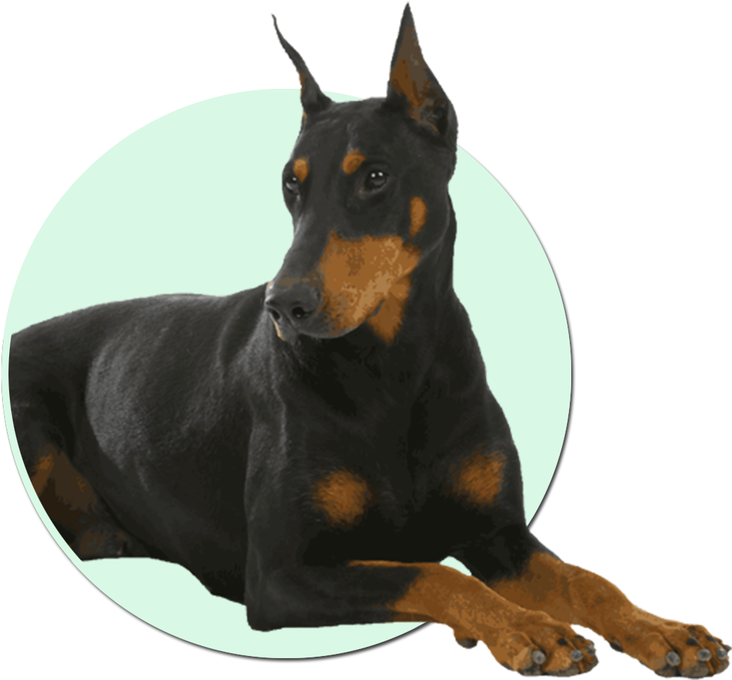 Alert Doberman Pose PNG