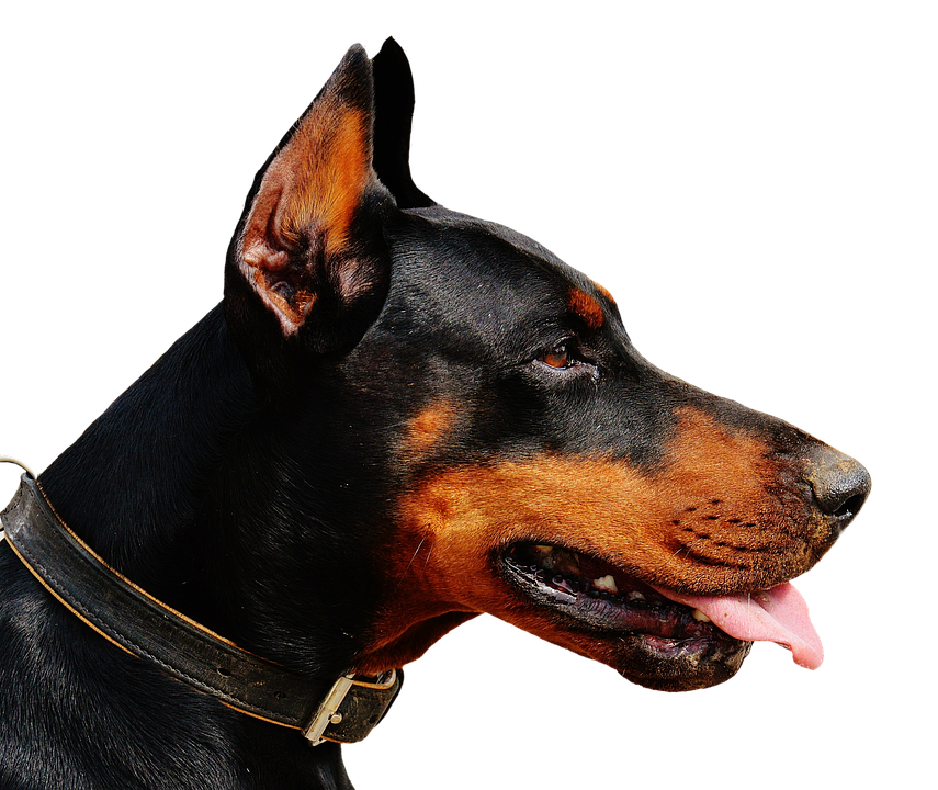 Alert Doberman Profile View PNG