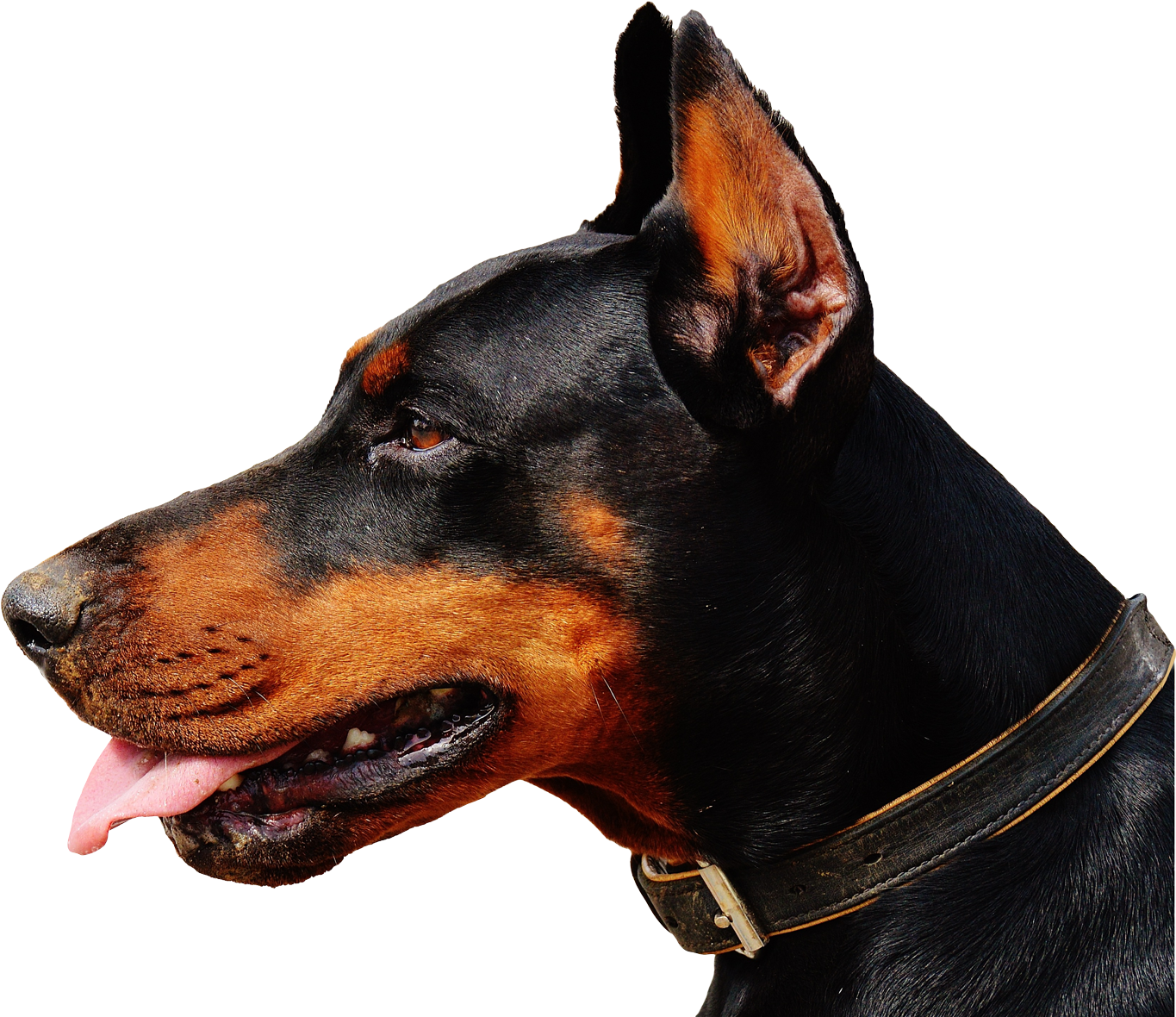 Alert Doberman Profile View.png PNG