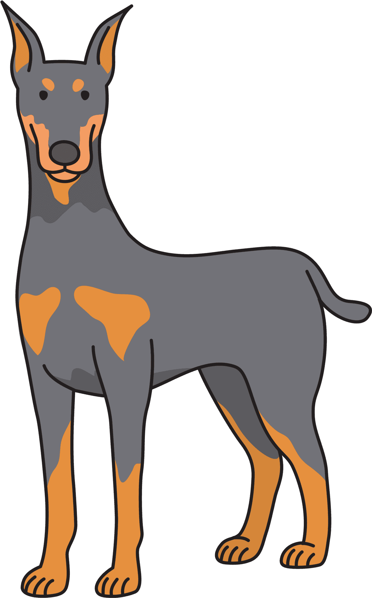 Alert Doberman Standing Illustration PNG