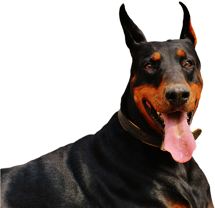 Alert Dobermanwith Tongue Out PNG