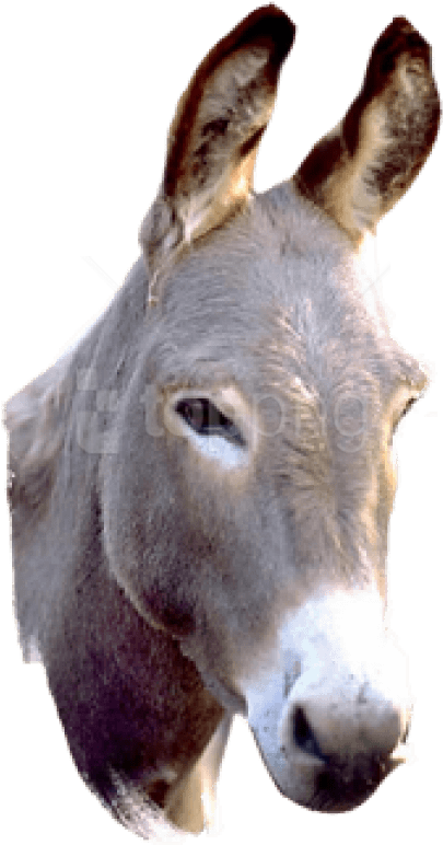 Alert Donkey Portrait PNG