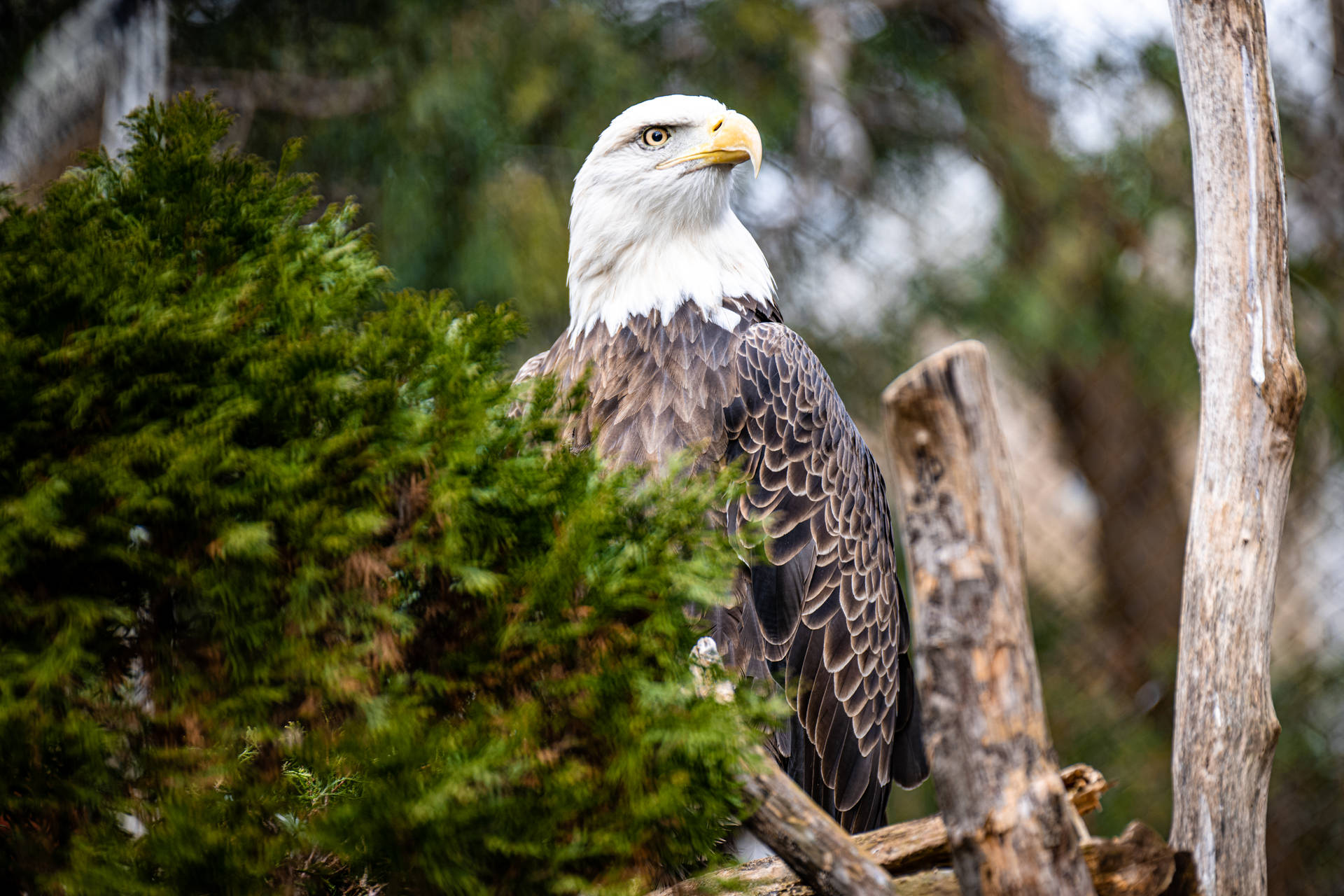 Alert Eagle on Tree Wallpaper