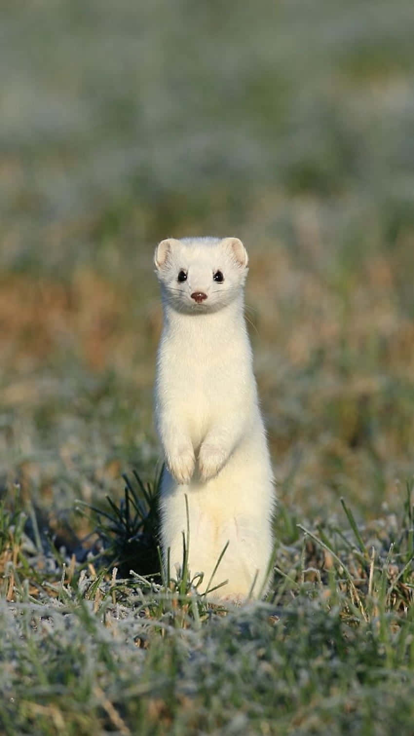 Alert Ermine Standingin Field.jpg Wallpaper