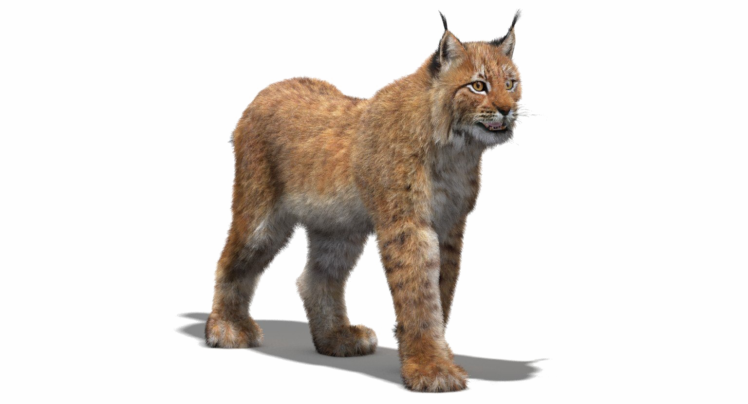 Alert Eurasian Lynx Isolated PNG