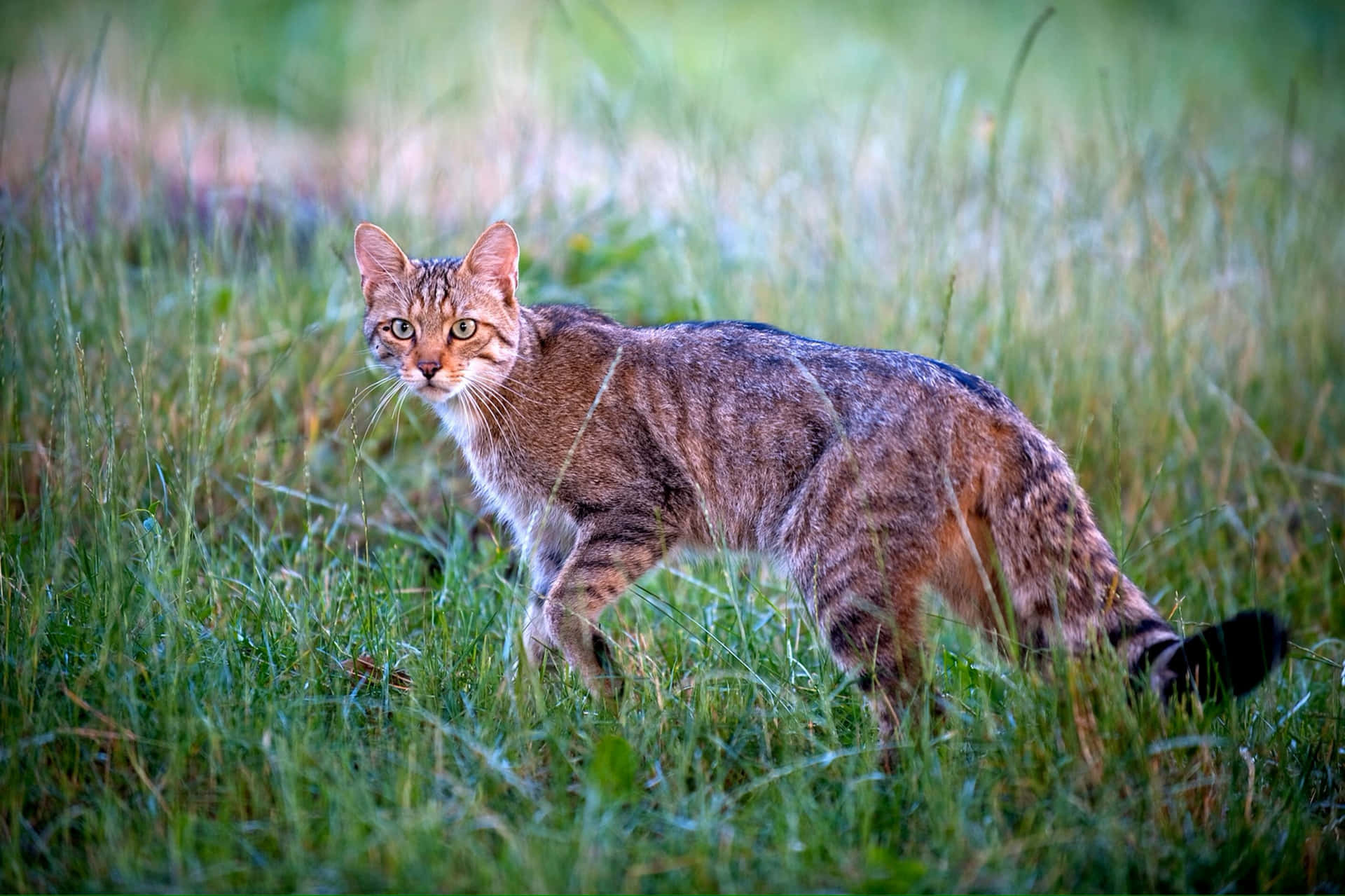 Alert European Wildcatin Grass Wallpaper