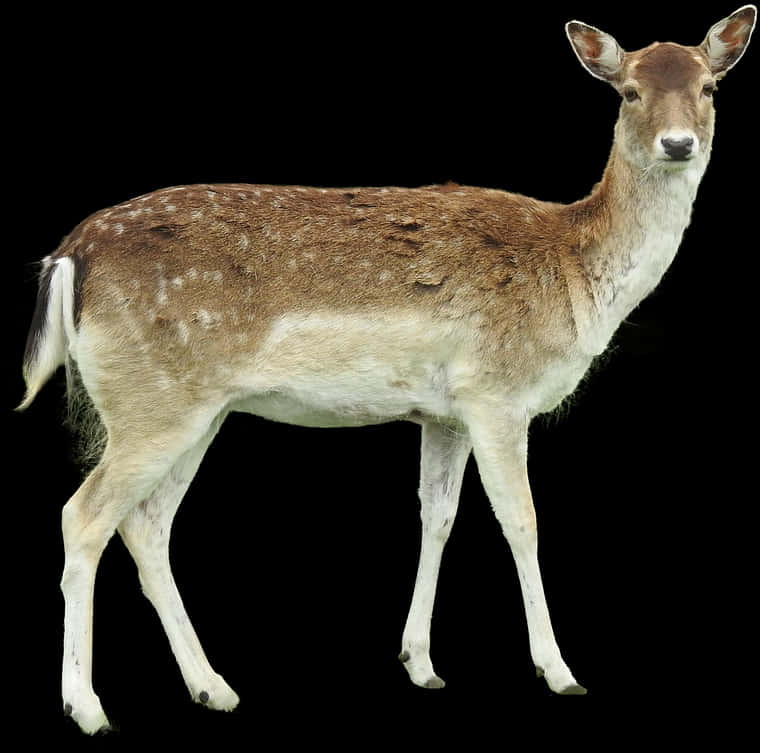 Alert Fallow Deer On Black Background PNG