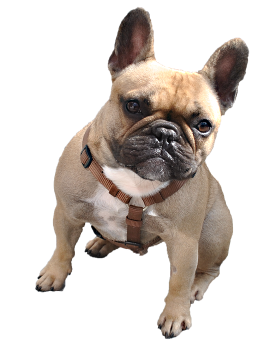 Alert Fawn French Bulldogwith Harness PNG