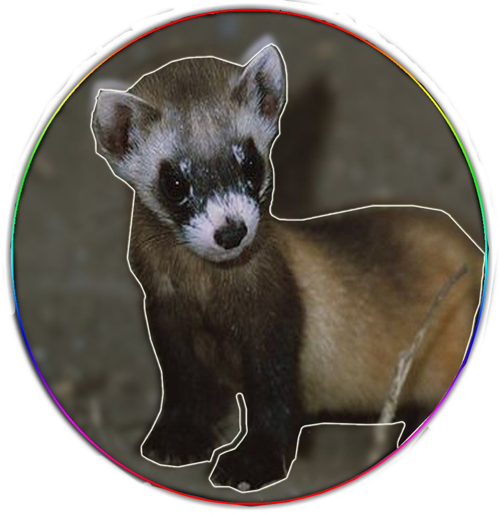 Alert Ferret Portrait PNG