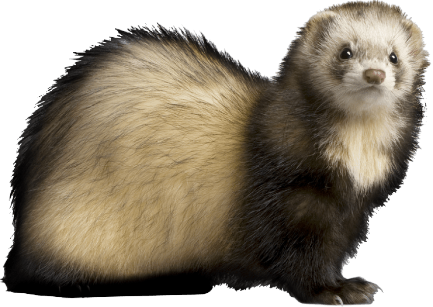 Alert Ferret Profile PNG