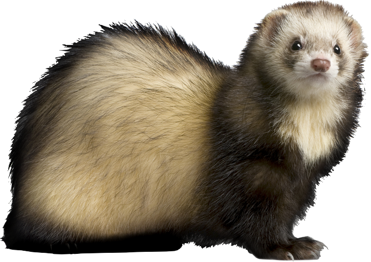 Alert Ferret Profile PNG