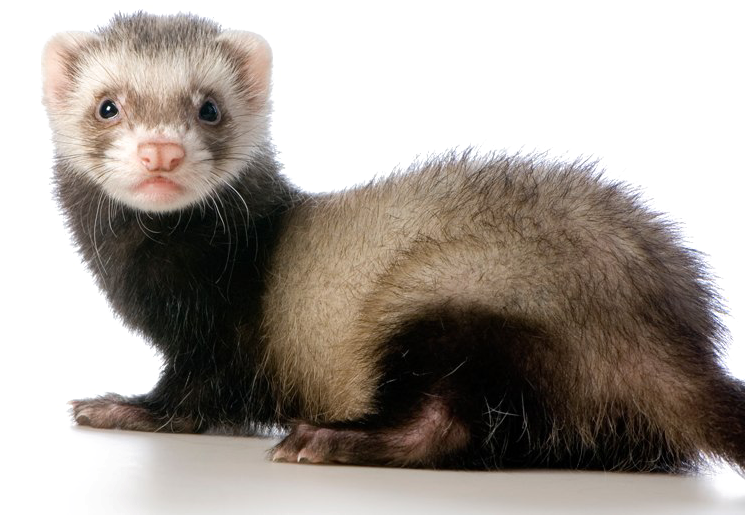 Alert Ferreton White Background PNG