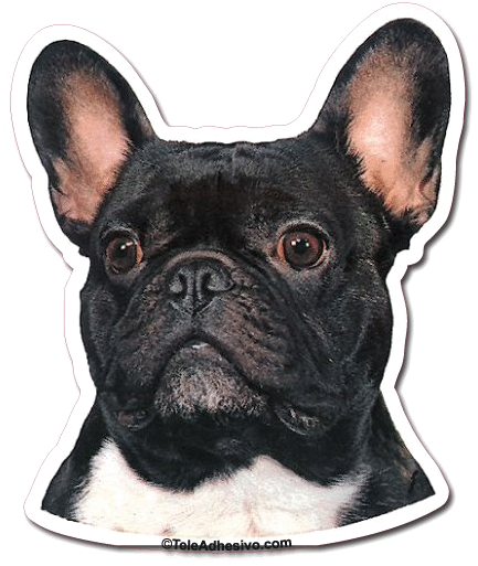 Alert French Bulldog Portrait PNG