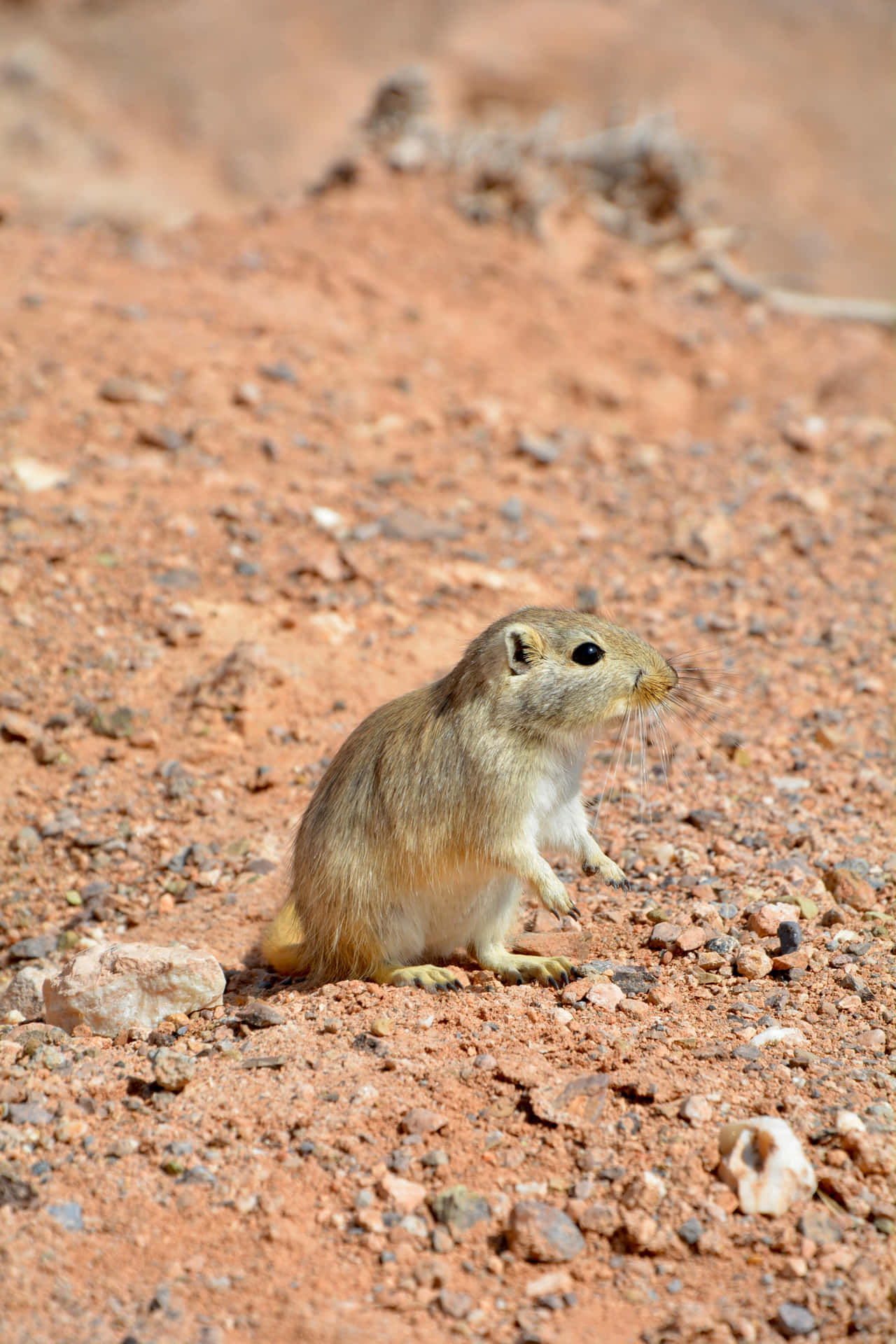 Alert Gerbilin Desert Wallpaper