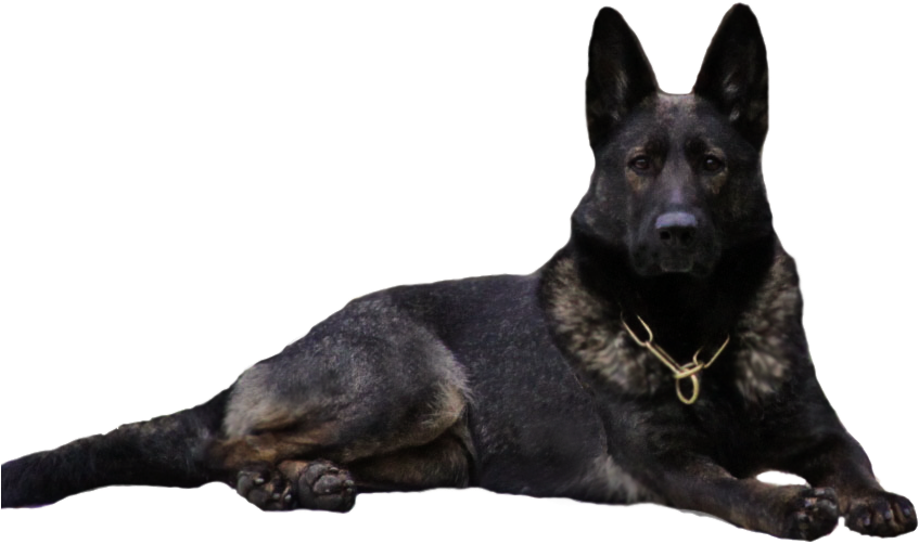 Alert German Shepherd Dog PNG