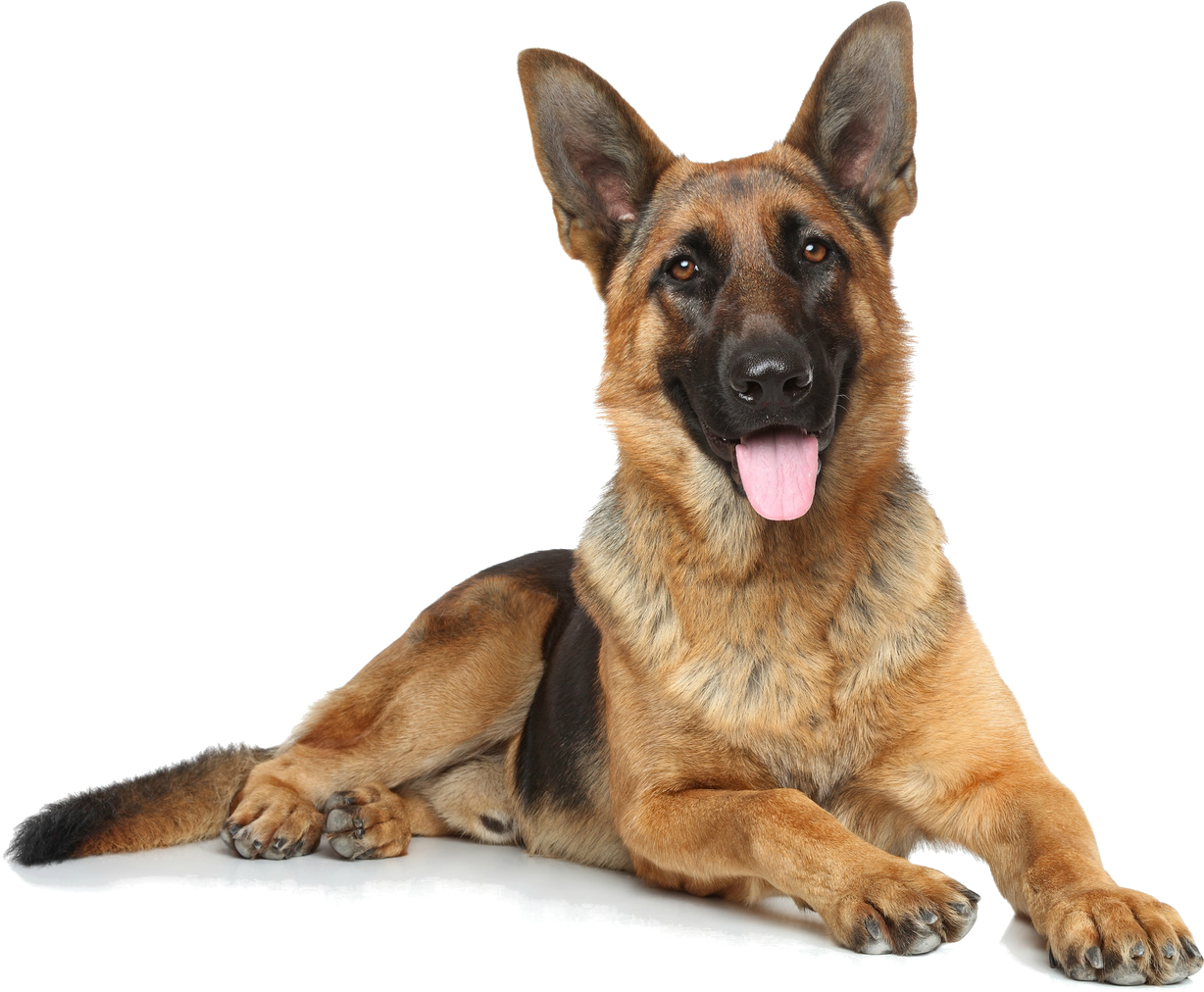 Alert German Shepherd Dog Lying Down.png PNG